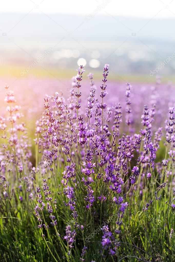 Closeup picture of lavender flowers, sunset time in Crimea