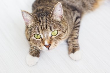 Portrait of green-eyed cat isolated on white wooden background