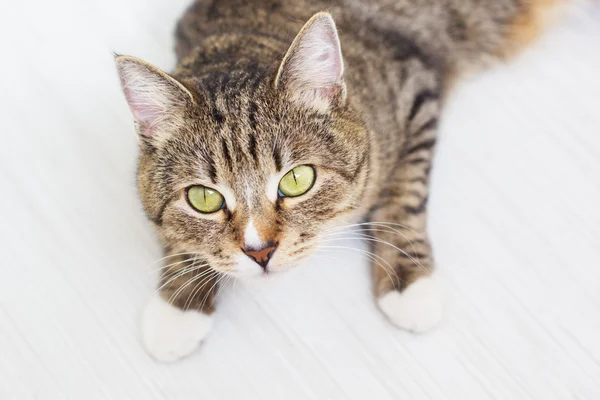 Portrait of green-eyed cat isolated on white wooden background