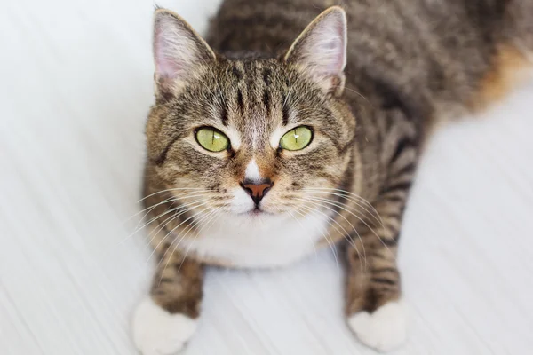 Grüne Katze isoliert auf weißem Holzhintergrund — Stockfoto