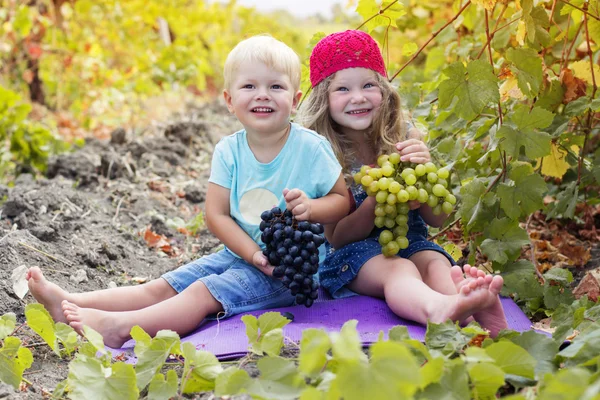 Hermana feliz y hermano están comiendo uvas en el viñedo de otoño — Foto de Stock