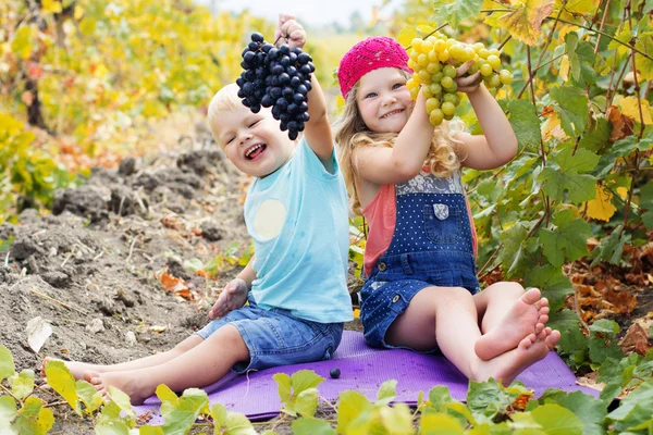 Childrens are holding buhch of grapes in vineyard — Stock Photo, Image