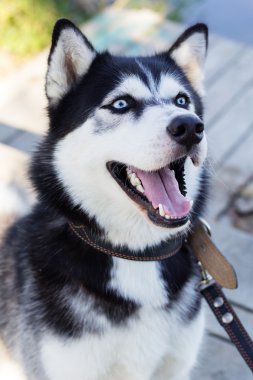 Mavi gözlü siyah beyaz Sibirya husky köpek
