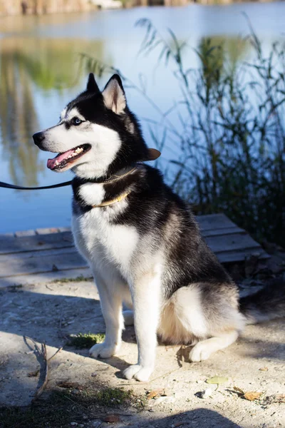 Pies Husky syberyjski na jezioro w parku — Zdjęcie stockowe