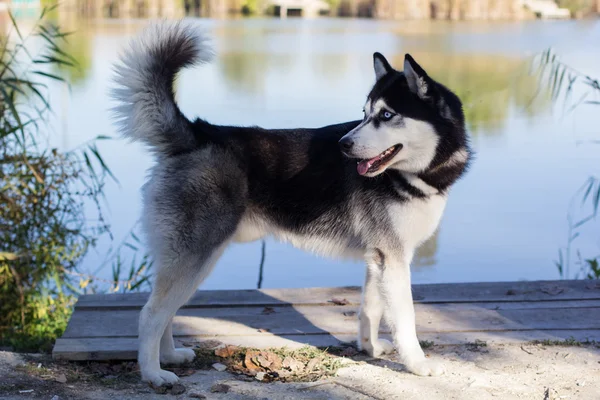Siberische Husky hond op het meer in park — Stockfoto
