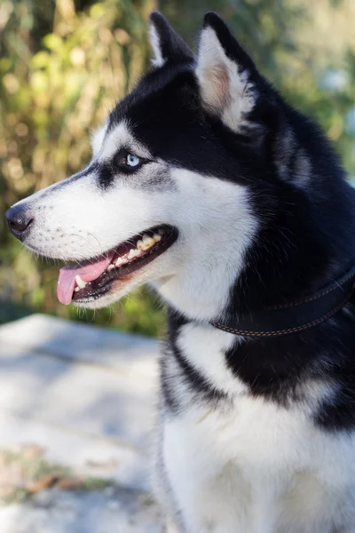 Zwart-wit Siberische husky hond met blauwe ogen — Stockfoto