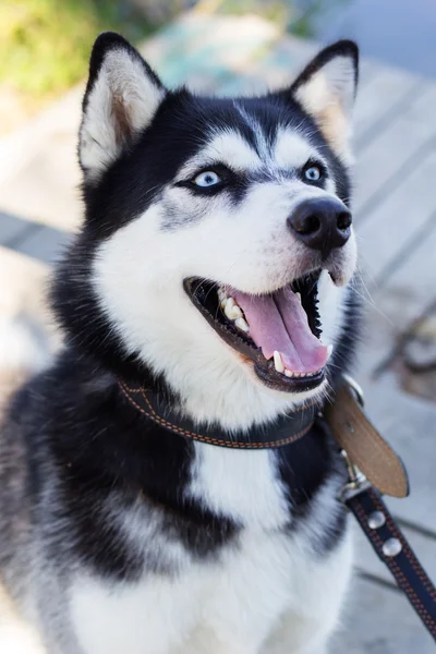 Pies husky syberyjski czarno-biały z niebieskimi oczami — Zdjęcie stockowe