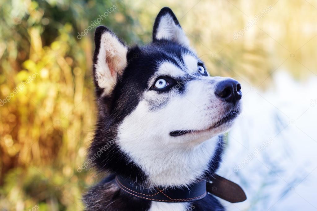 Siberian black and white husky dog with blue eyes