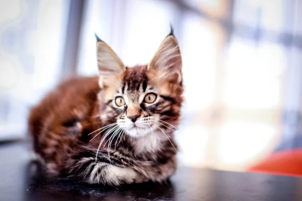 Maine Coon kitten on black table