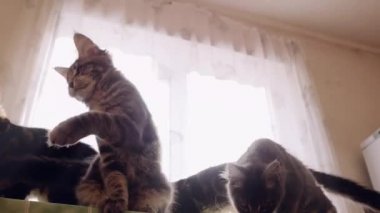 Lustige Katzen Maine Coons Stockvideo Hyperstocker