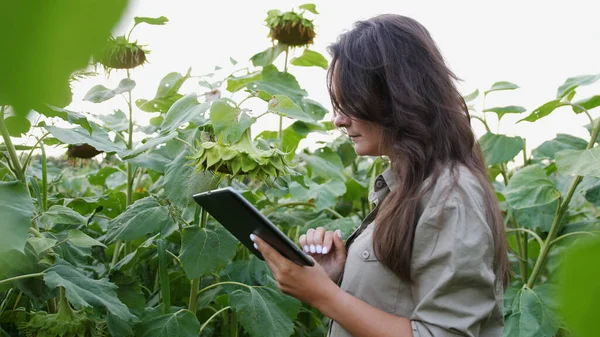 Farmer girl working with tablet in sunflower field inspects blooming sunflowers, business woman analyzing harvest. agricultural business. Farming concept.