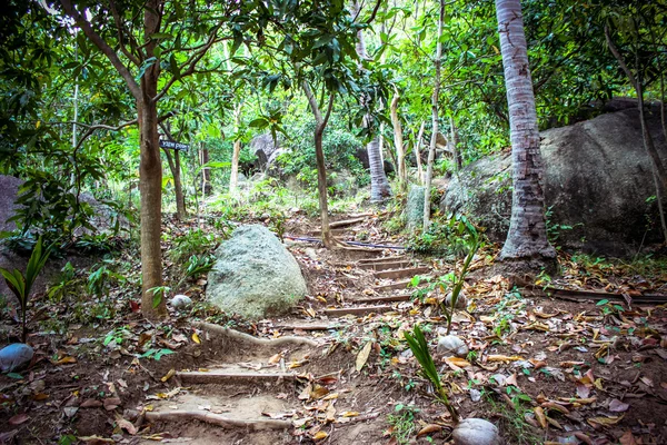 Path in the jungle of Koh Samui