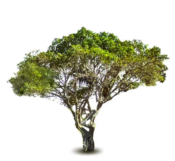 Green tree. Vector Royalty Free Stock Illustrations