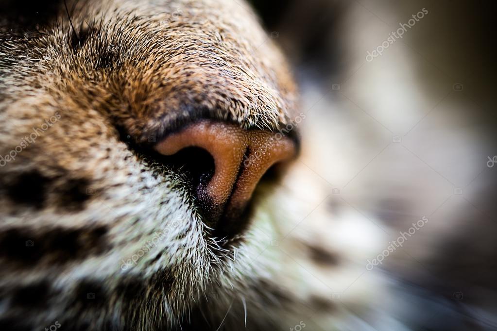 Closeup Nase Der Maine Coon Schwarz Tabby Katze Makro