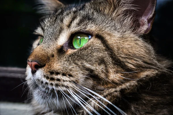 Closeup of Maine Coon black tabby cat with green eyes. Macro
