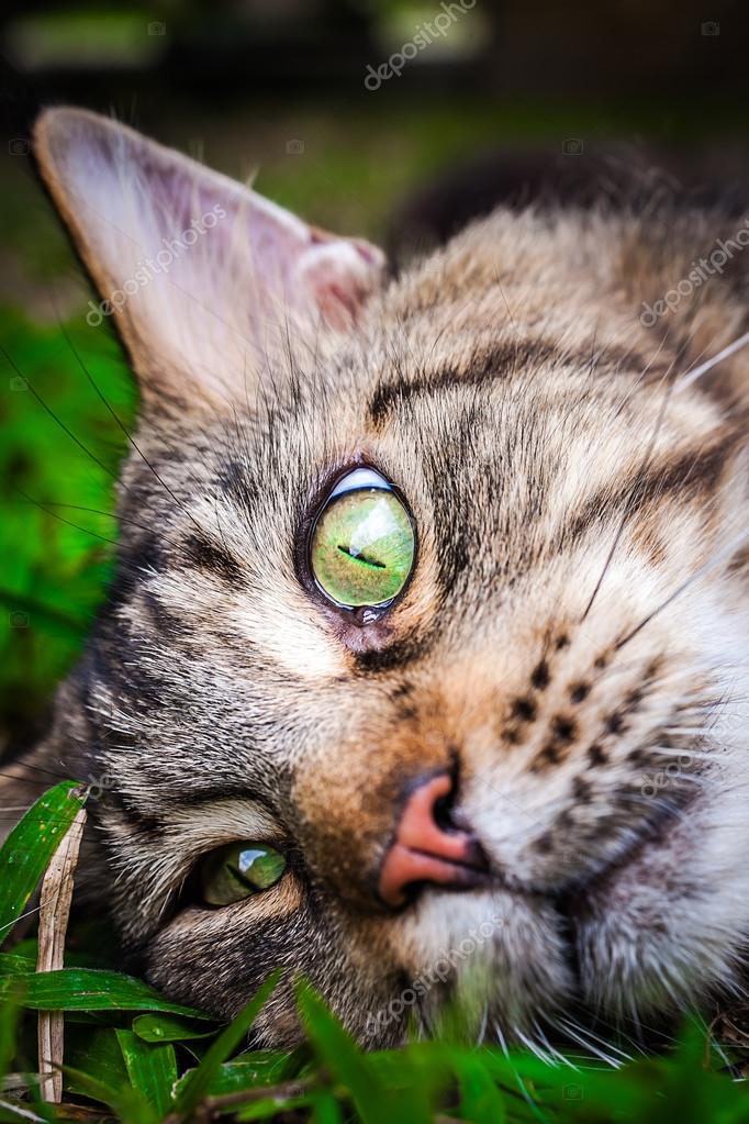 Maine Coon black tabby cat with green eye lying on grass. Macro — Stock Photo © emaria 62152717