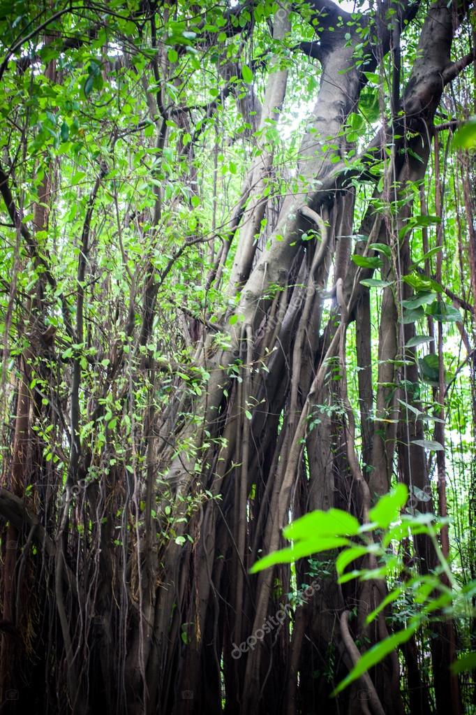 Dschungel Tropische Baume In Asien Schone Abenteuer Natur Landschaft Hintergrund Stockfoto C Emaria