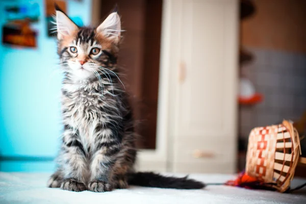 Black tabby color Maine coon kitten playing