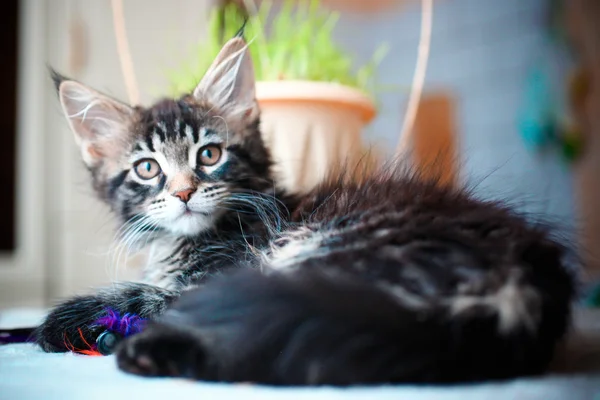 Close up of Black tabby color Maine coon kitten