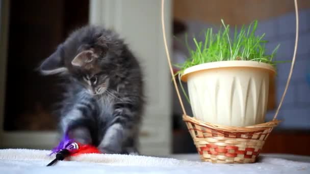Blue tabby color Maine coon kitten plays at grass. HD. 1920x1080