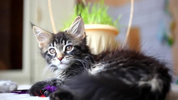 Preto tabby cor Maine coon gatinho jogando na grama. HD. 1920x1080
 Filmagem De Stock Royalty-Free