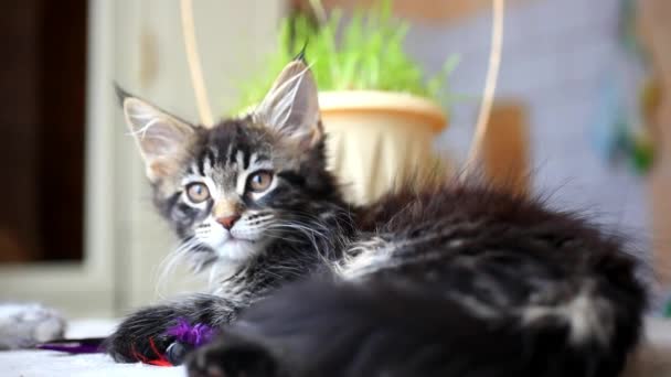 Black tabby color Maine coon kitten playing at grass. HD. 1920x1080 Stock Footage