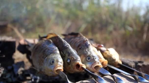 Process of fish preparation. Fish grilling on a barbecue in outdoor — Stock Footage Process of fish preparation. Fish grilling on a barbecue in outdoor Royalty Free Stock Video