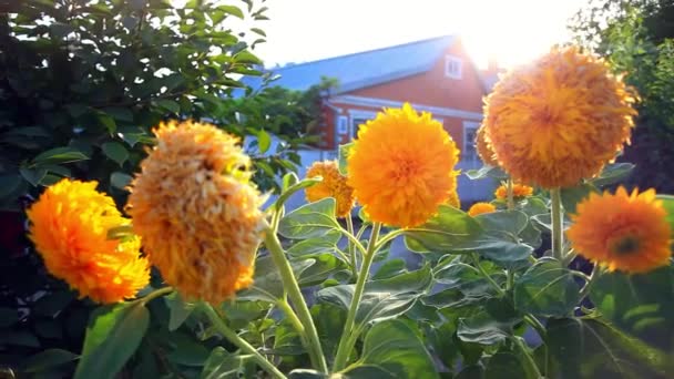 Ön planda sarı çiçekler ile rahat evin çatısında Güneş pilleri. Güneş ışığı ışınları evden geçer