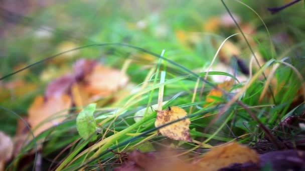 spadané listí na světle zelené trávě. mělké hloubky ostrosti