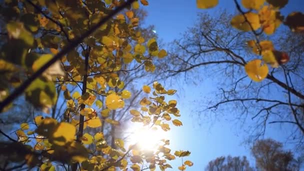 Sun shining through colorful autumn leaves making them glow in a forest on the blue sky background