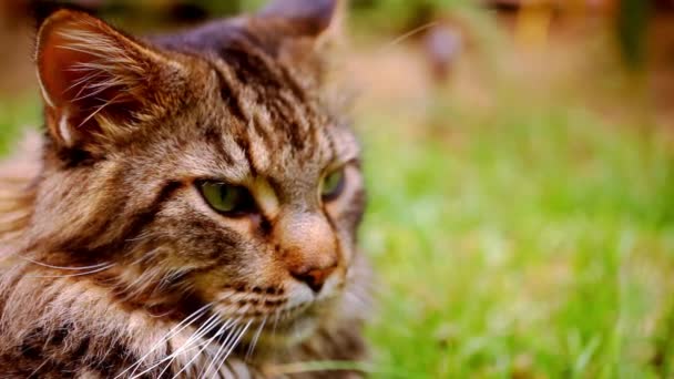 Noir chatte fermer vidéo