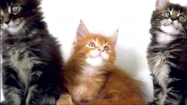 Lustige Katzen Maine Coons Stockvideo Hyperstocker