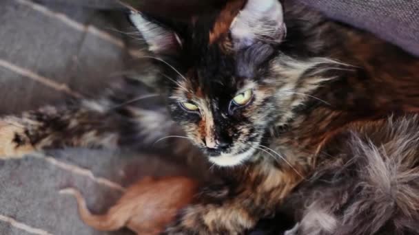 Gruppo Di Gatti E Cuccioli Maine Coon Gattini Rossi E Neri Con