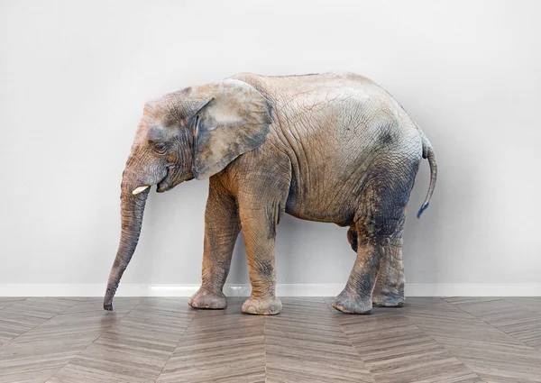 Elephant  in the room — Stock Photo, Image