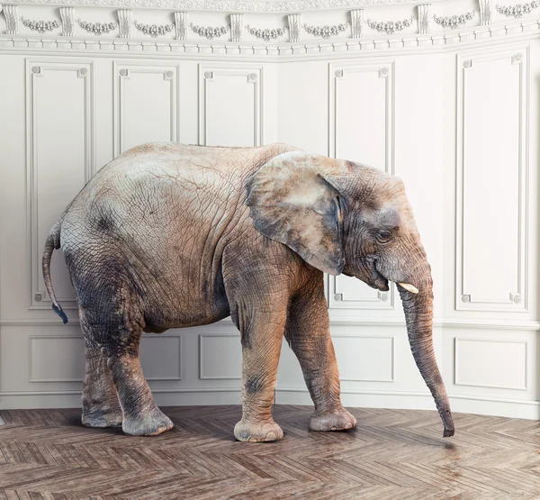 Éléphant dans la chambre — Photo