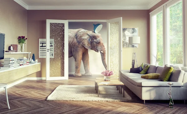 Olifant, wandelen in het apartament kamers. — Stockfoto