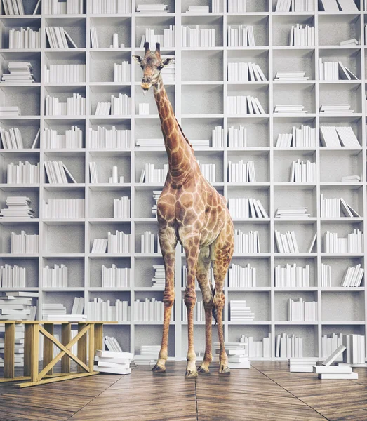 Giraffe im Zimmer — Stockfoto