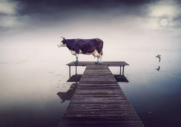 Kuh Auf Dem Steg Abend Kreativer Foto Mix — Stockfoto