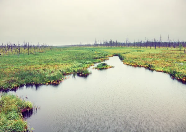 Rivière dans la forêt morte — Photo