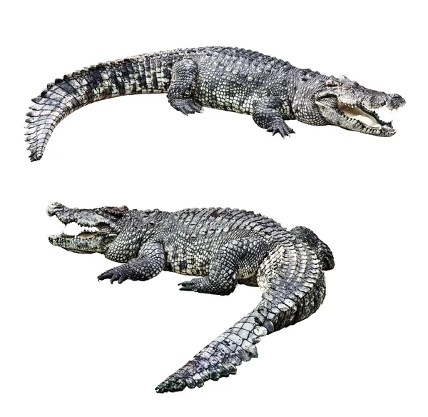 Krokodýli, samostatný — Stock fotografie