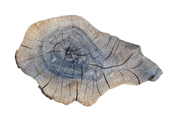 Cracking teak tree slice — Stock Photo, Image