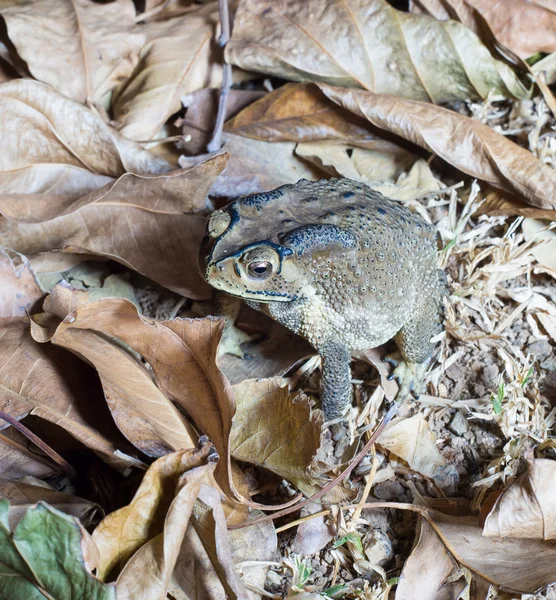 ヒキガエル — ストック写真