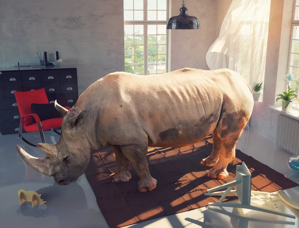 Rhinoceros in the room — Stock Photo, Image