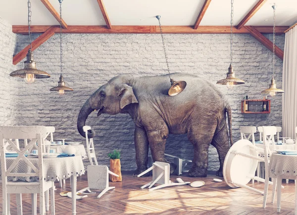 De olifant in een restaurant — Stockfoto