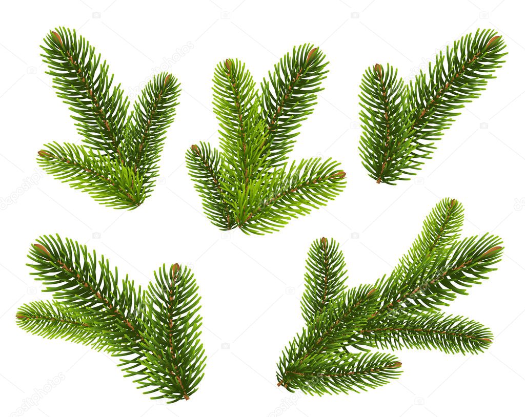 Fir Tree branches On White Background