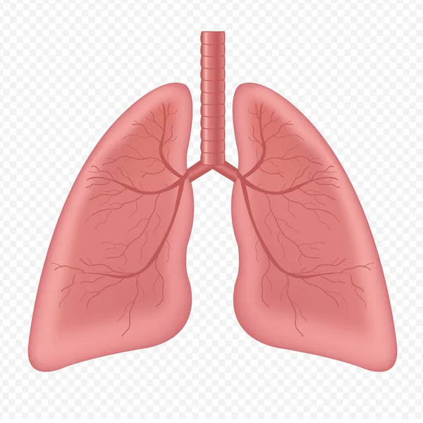 Pulmones humanos órgano interno aislado fondo blanco — Archivo Imágenes Vectoriales