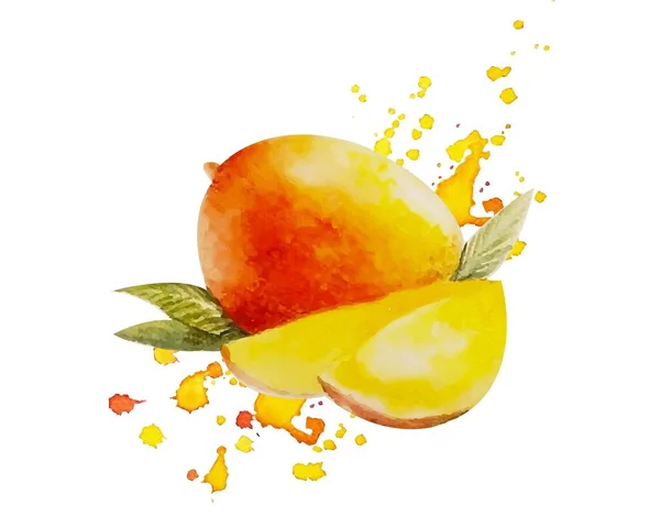 Akvarell Mango isolerad vit bakgrund — Stock vektor