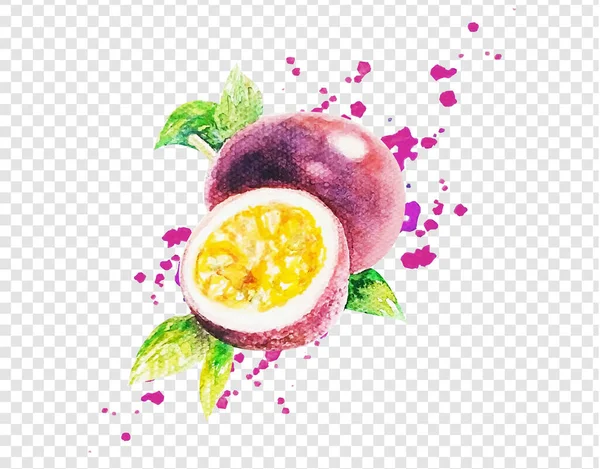 Watercolor Passion Fruit Isolated Transparent Background — Stock Vector