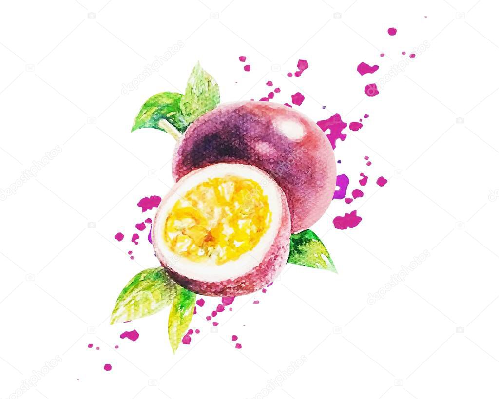 Watercolor Passion Fruit Isolated White Background