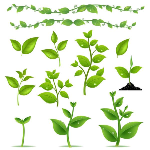 Set Leaves And Plants